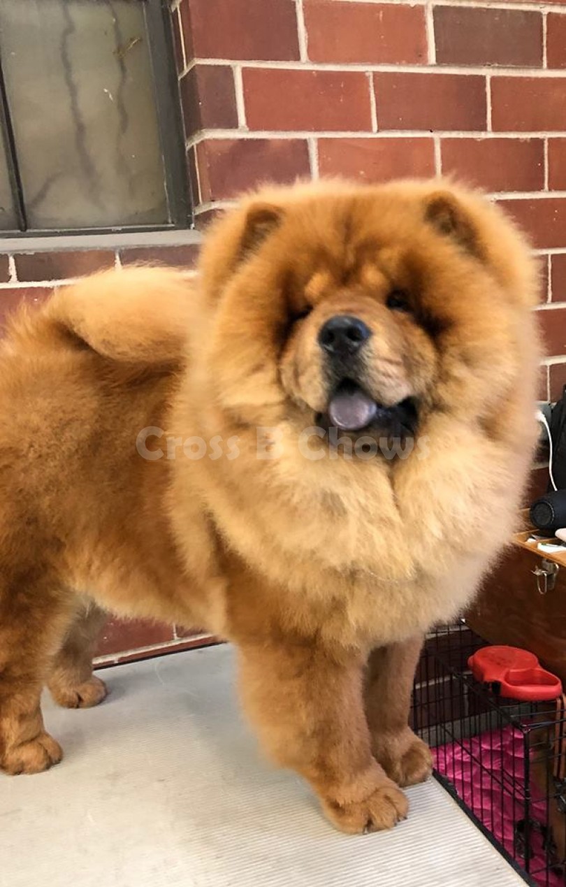 CH CROSS B'S HAPPY GO LUCKY BOY